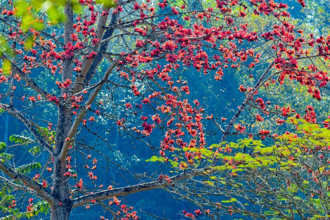 Blossoming XTBG in February