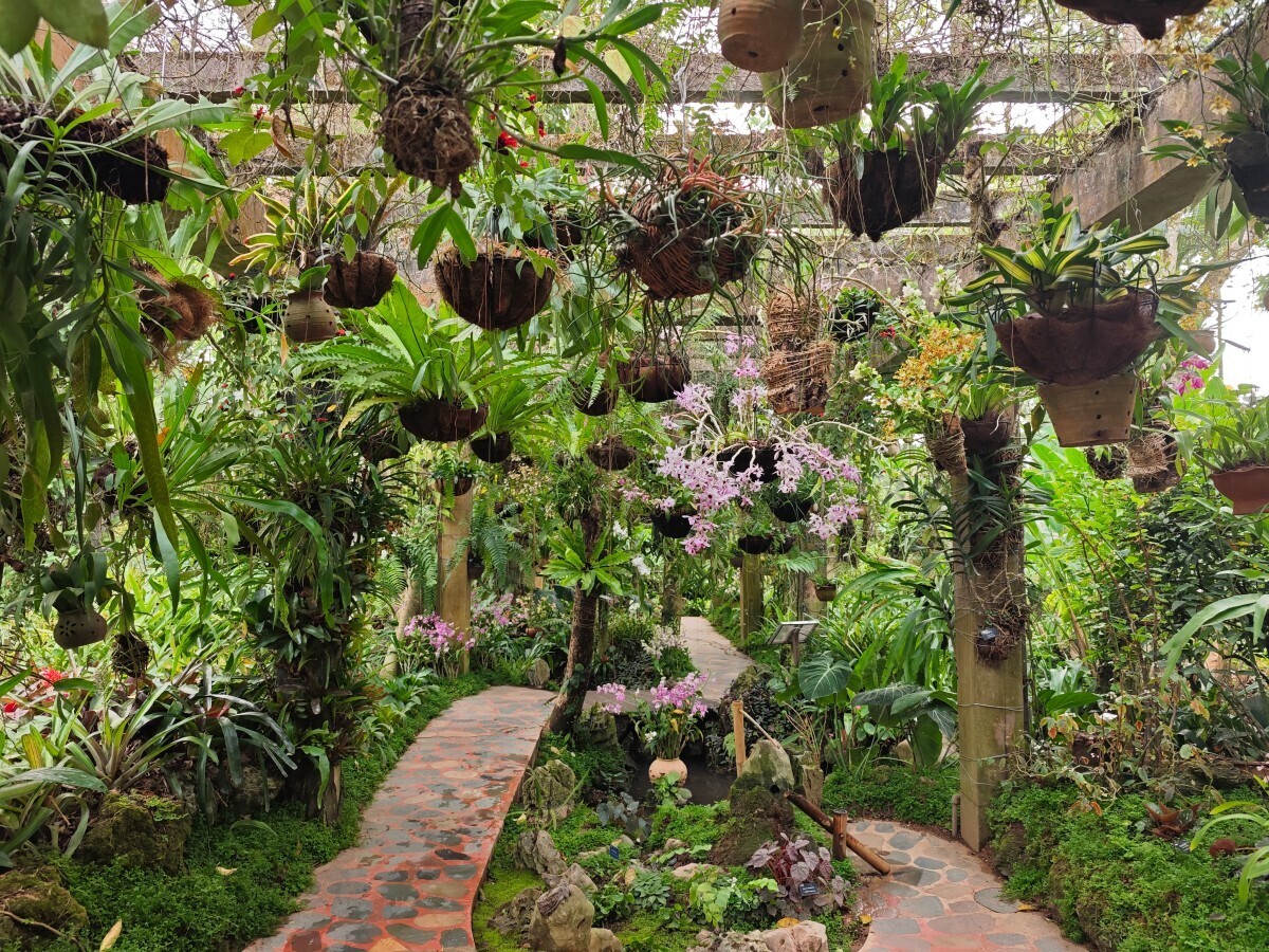 13th “Orchids in Nature” exhibition opens