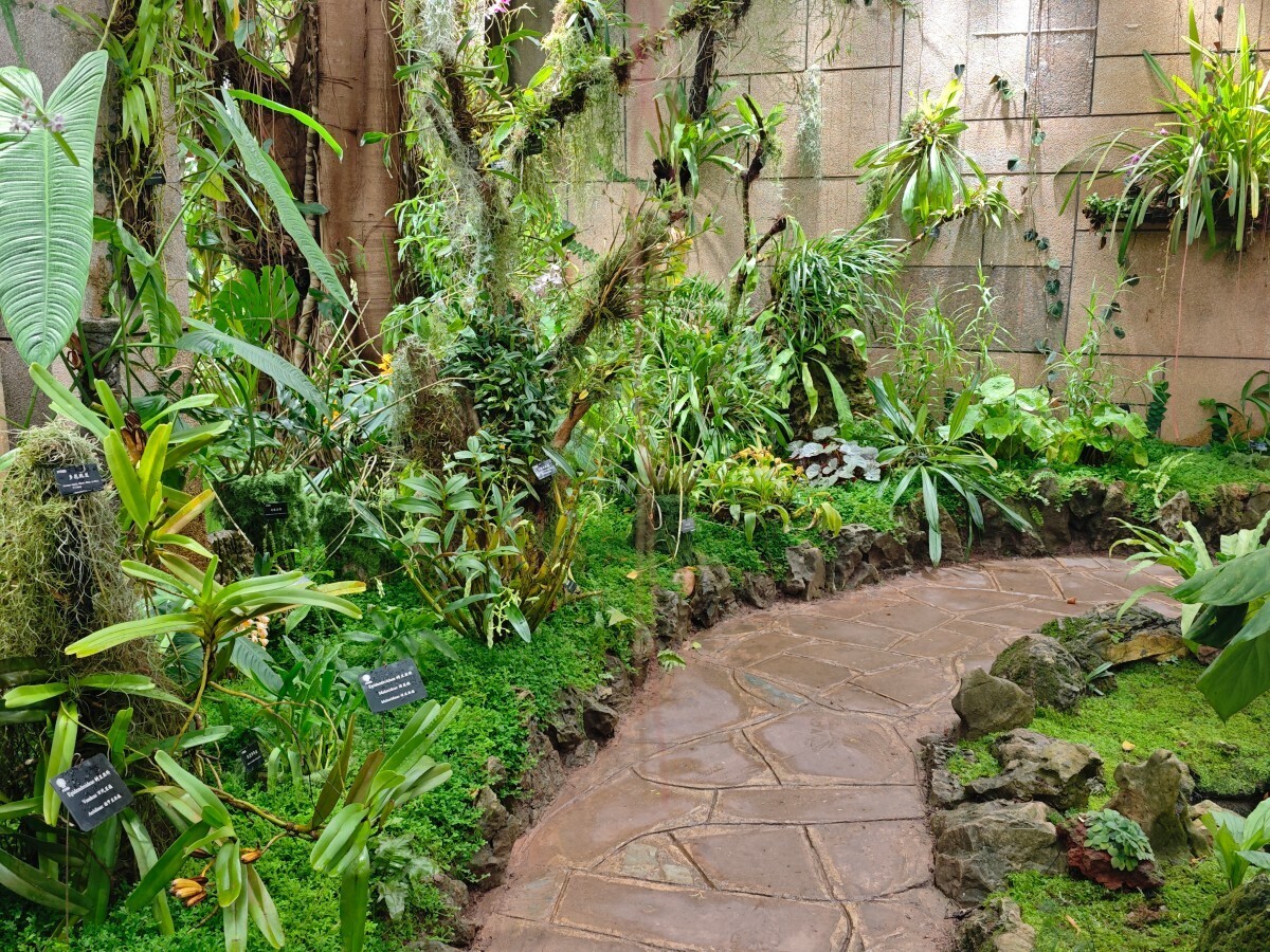 13th “Orchids in Nature” exhibition opens