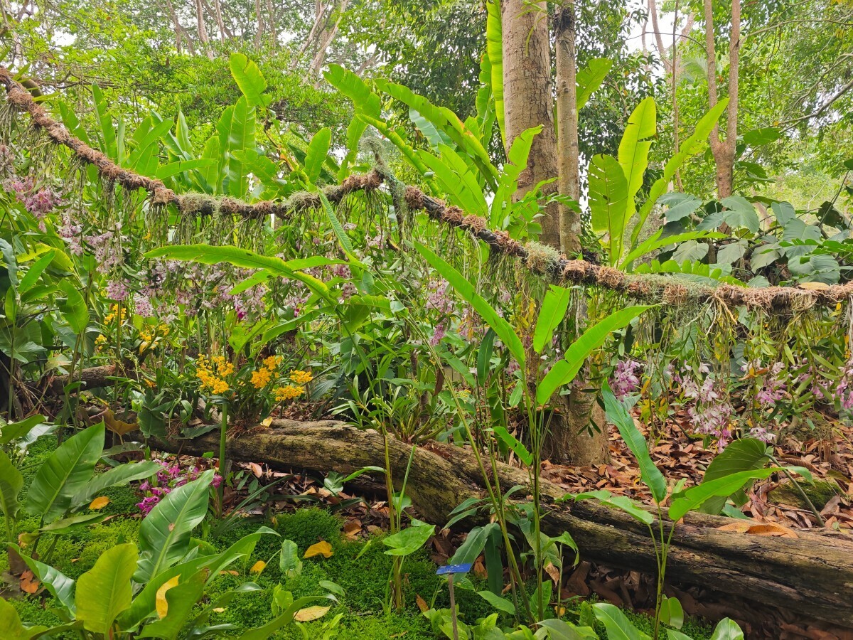 13th “Orchids in Nature” exhibition opens