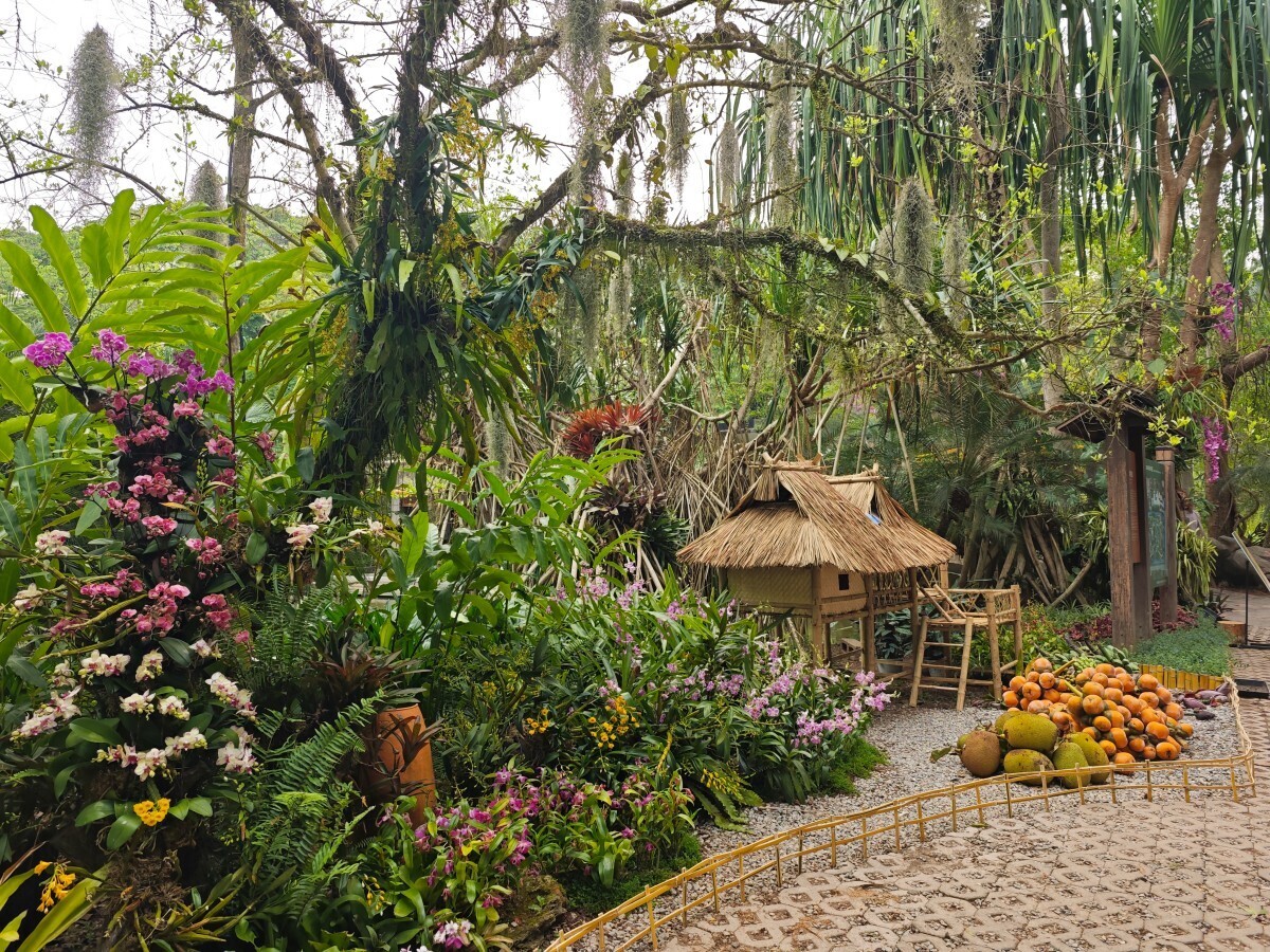 13th “Orchids in Nature” exhibition opens