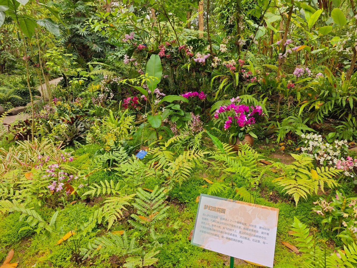 13th “Orchids in Nature” exhibition opens