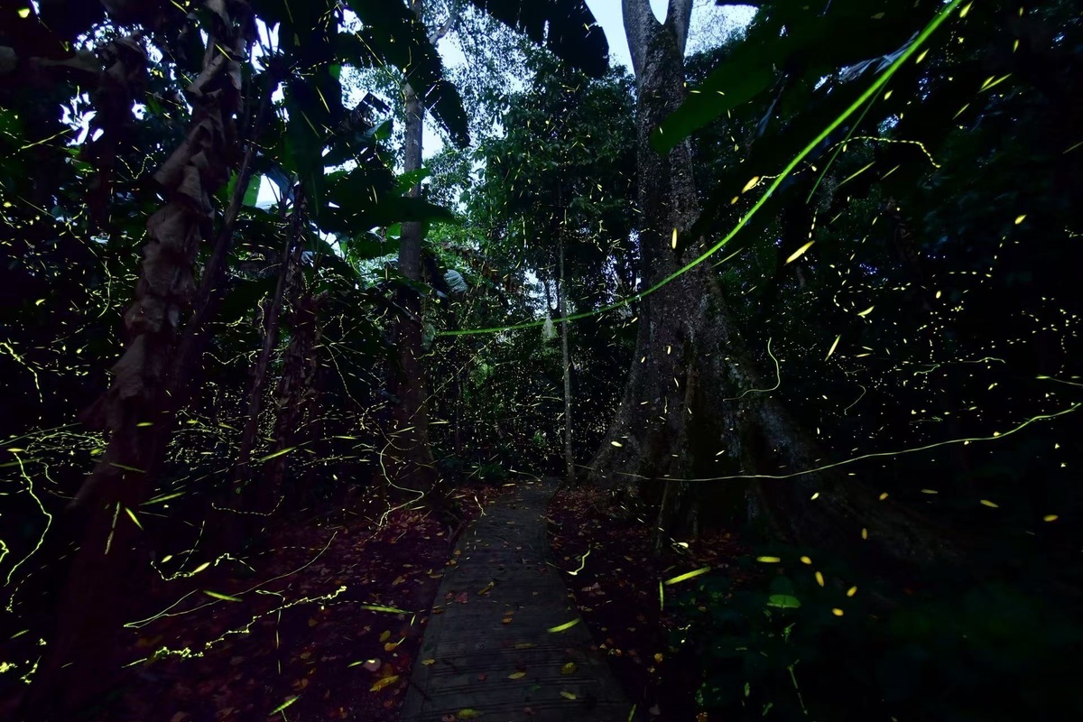 Fireflies light up summer nights in Yunnan