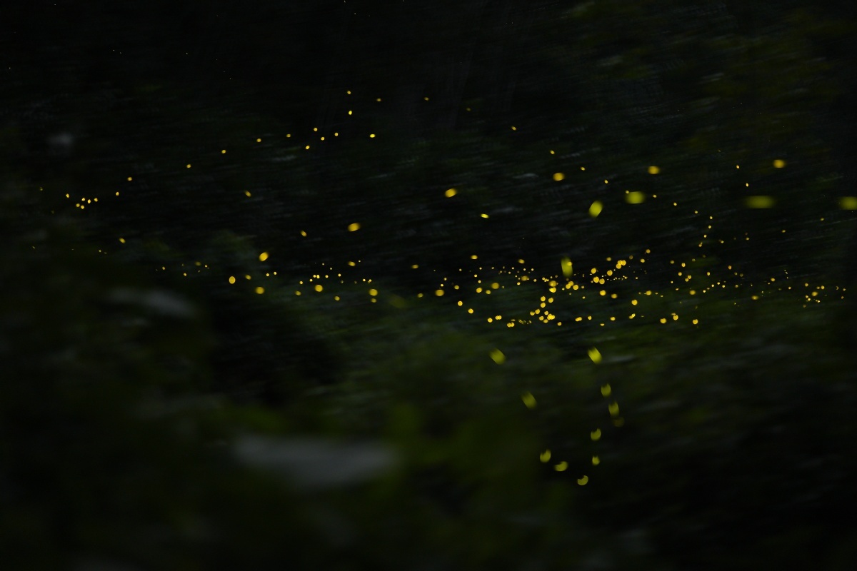 Fireflies light up summer nights in Yunnan