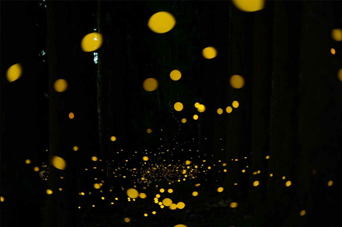 Fireflies light up summer nights in Yunnan