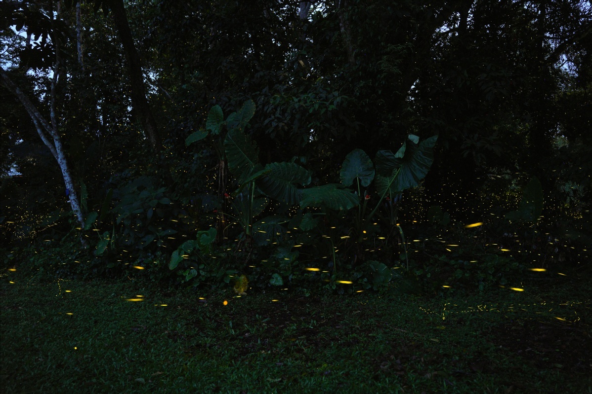 Fireflies light up summer nights in Yunnan