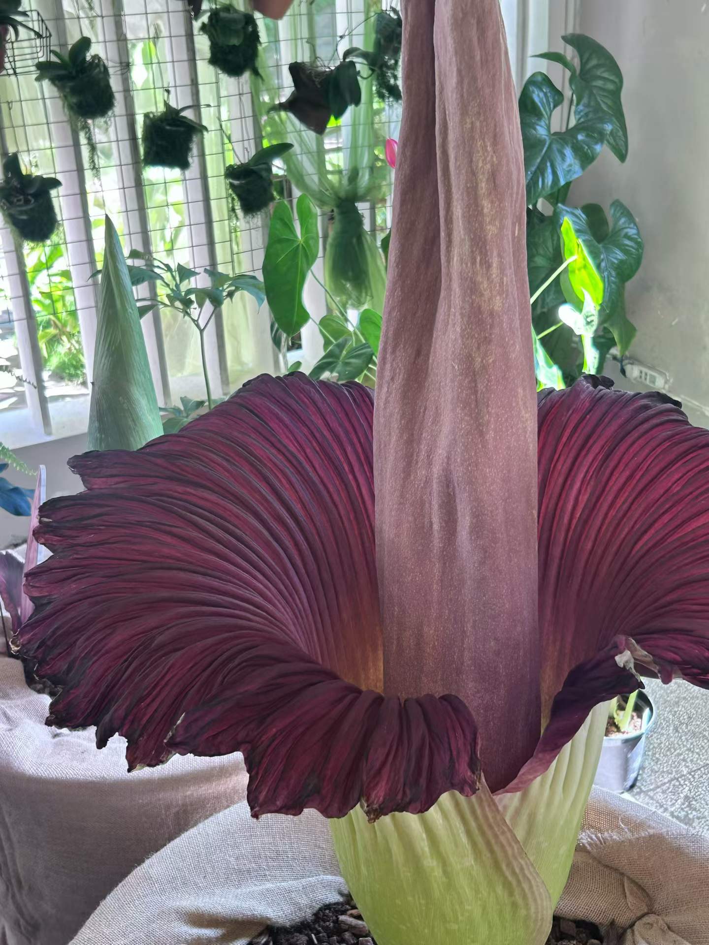 Titan arum blooms for third time at XTBG