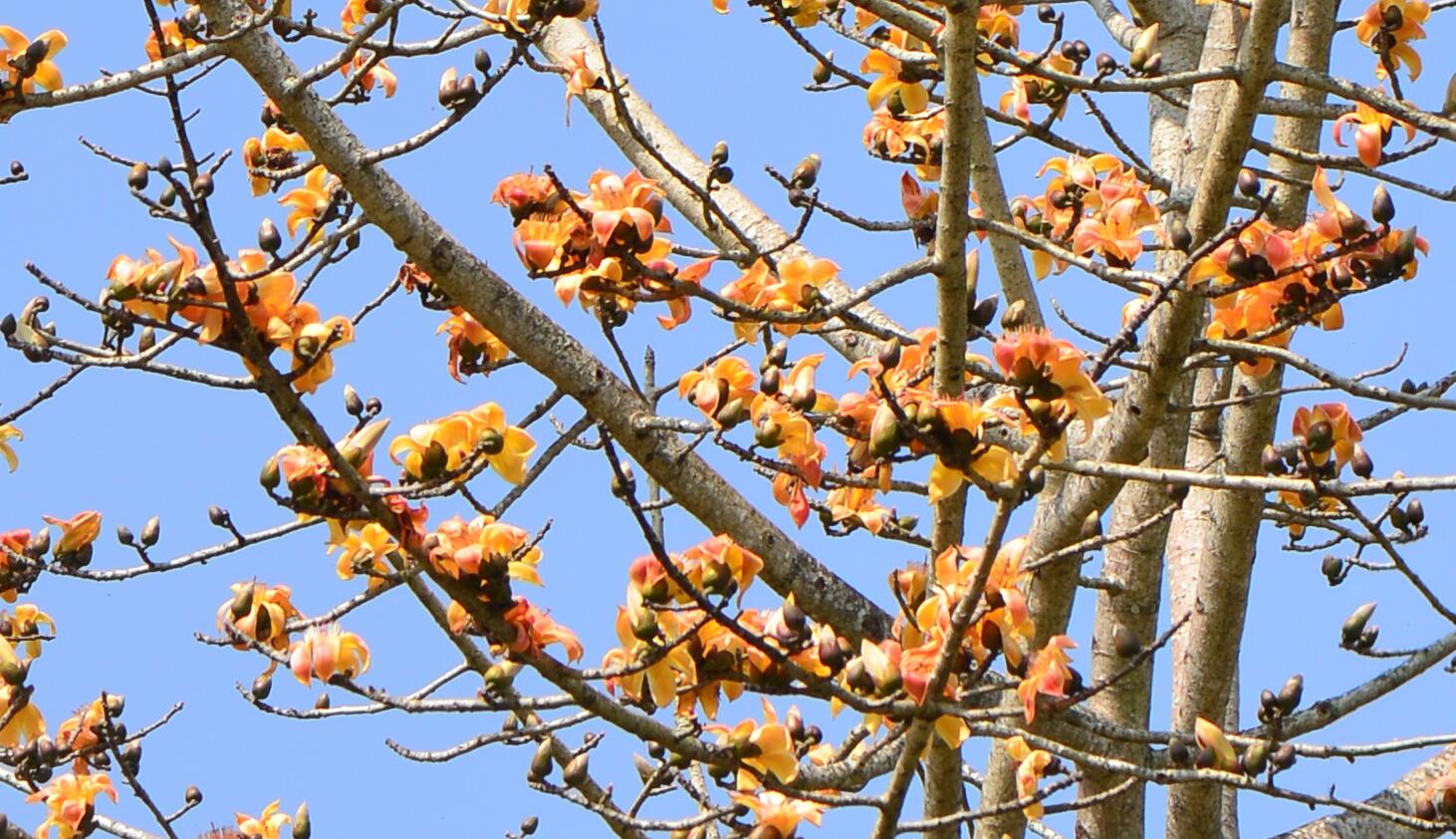 Kapok trees in blossom greet Spring Festival