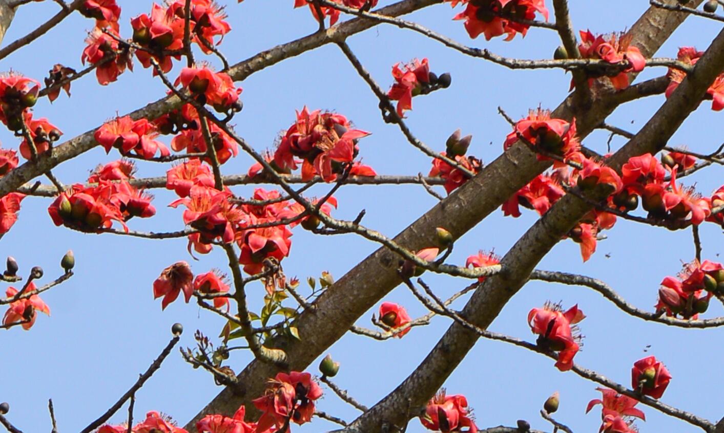 Kapok trees in blossom greet Spring Festival