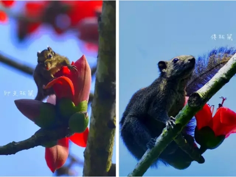 Kapok trees in blossom greet Spring Festival