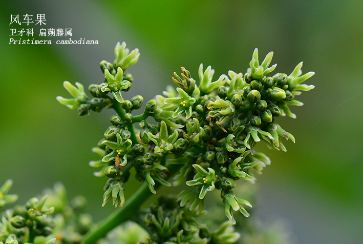 Pristimera cambodiana