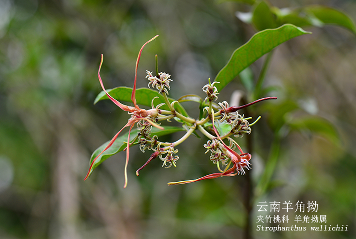 Strophanthus wallichii