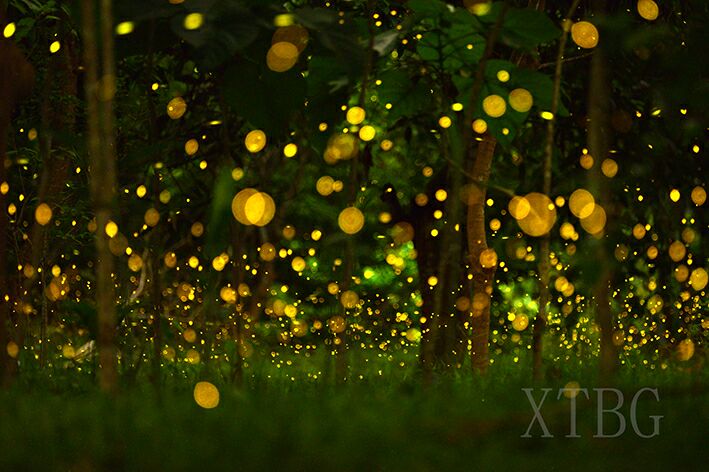Fireflies lightening XTBG at night