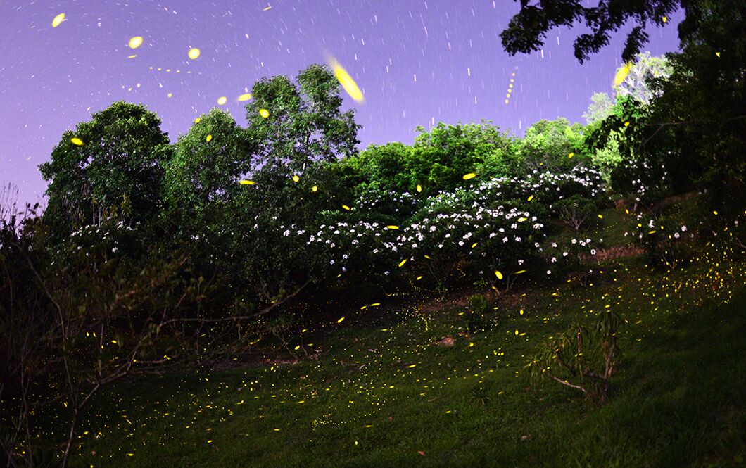 Fireflies lightening XTBG at night