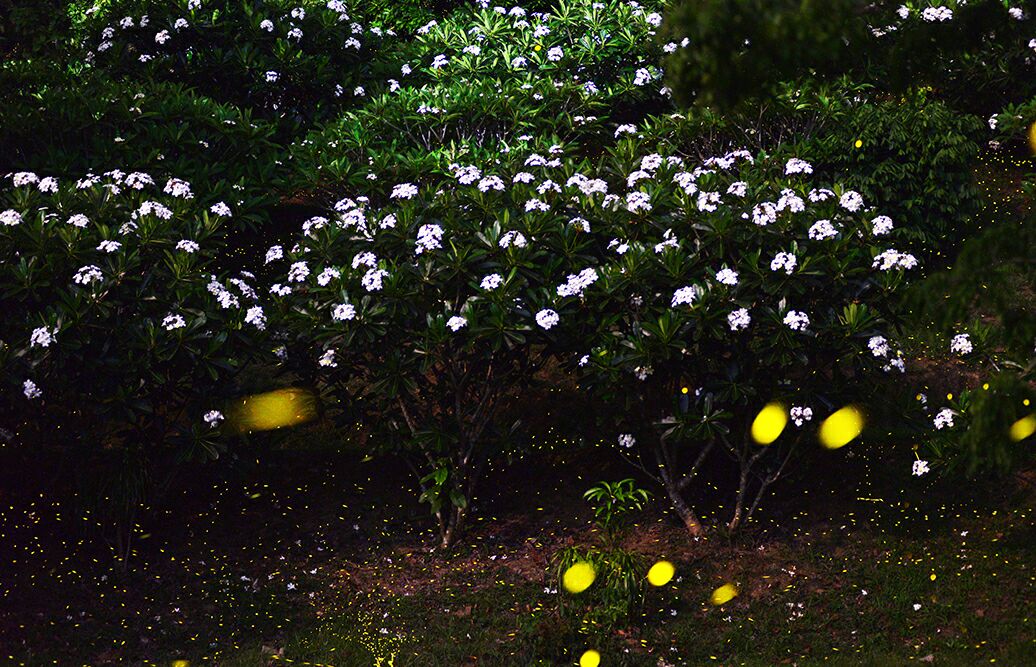 Fireflies lightening XTBG at night
