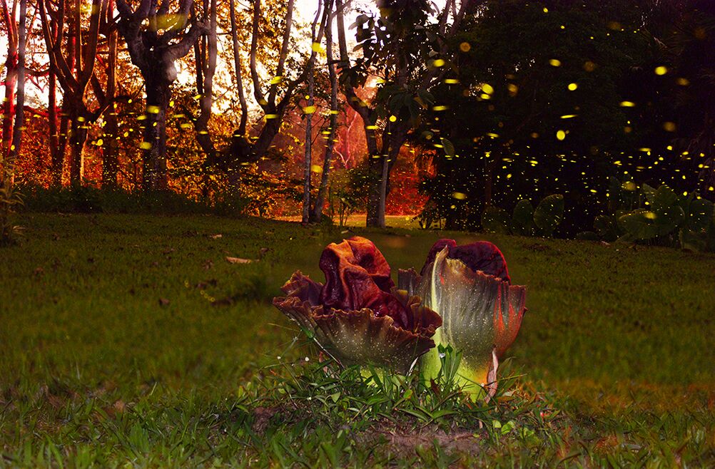 Fireflies lightening XTBG at night
