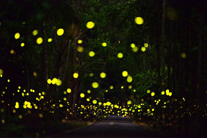 Fireflies lightening XTBG at night