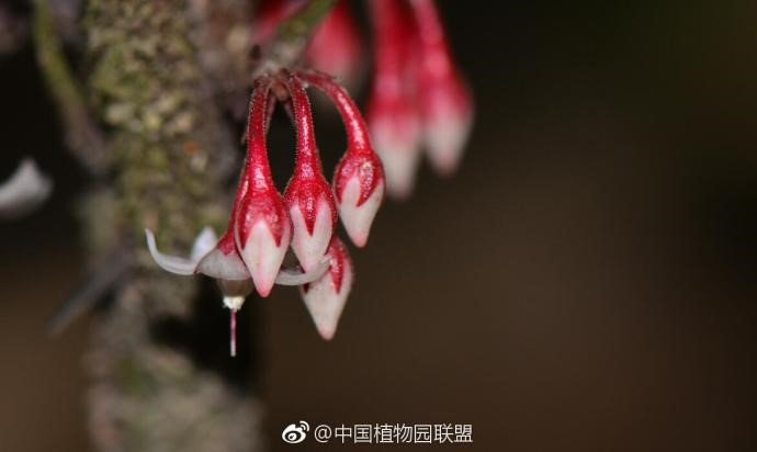 Ardisia scalarinervis