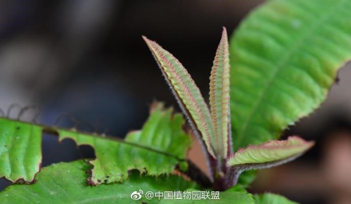 Ardisia scalarinervis