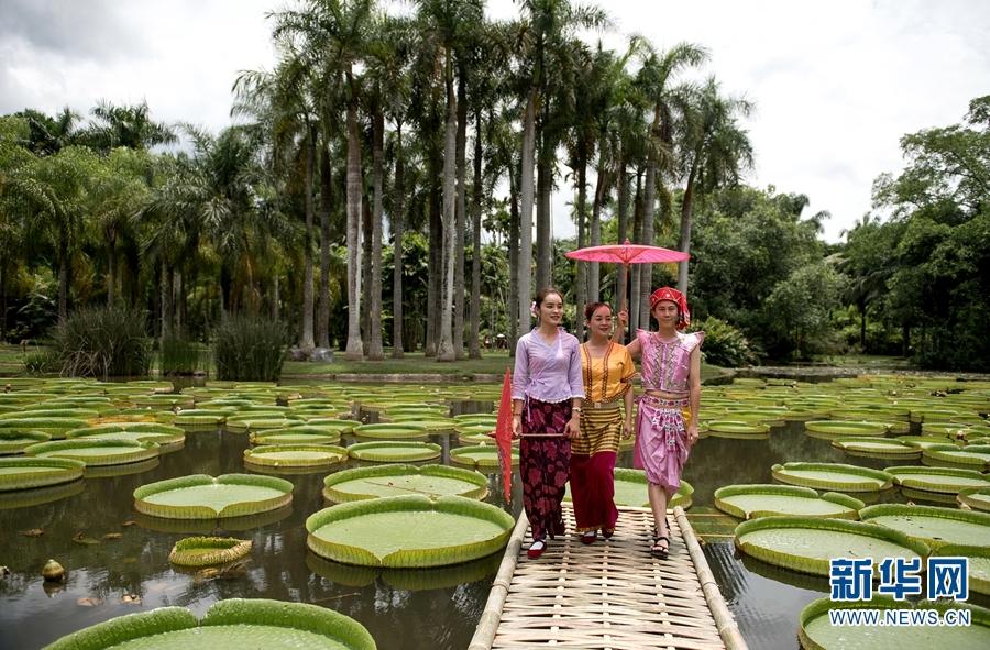 Best time to view giant water lilies in Xishaungbanna