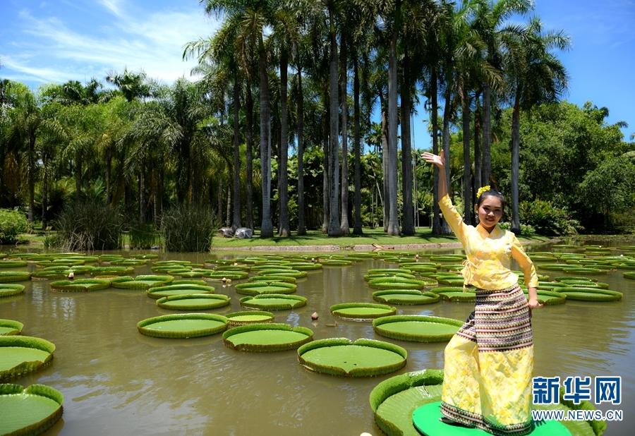 Best time to view giant water lilies in Xishaungbanna