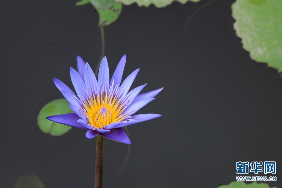 Best time to view giant water lilies in Xishaungbanna