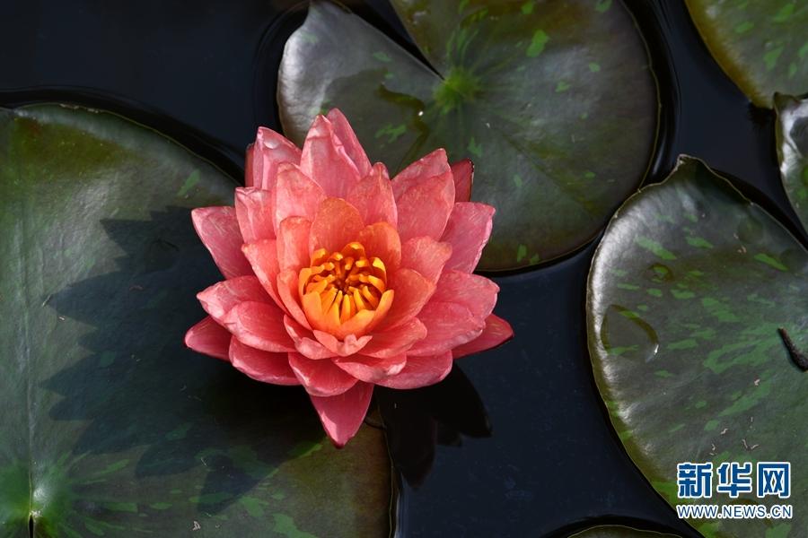 Best time to view giant water lilies in Xishaungbanna