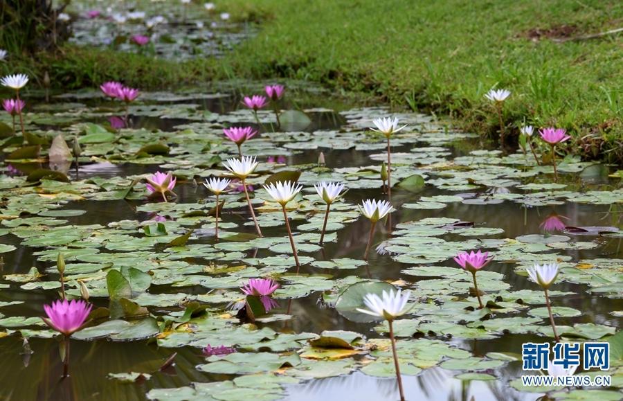 Best time to view giant water lilies in Xishaungbanna