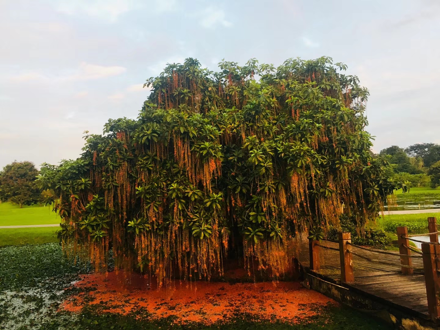 Barringtonia racemosa at Flower Garden of XTBG