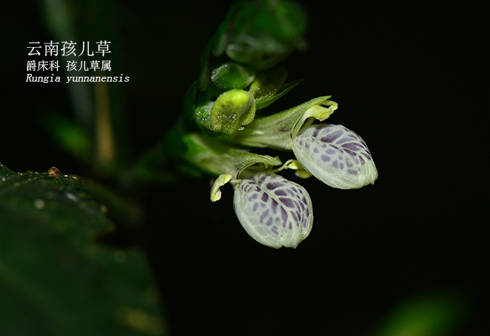 Rungia yunnanensis