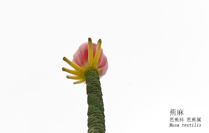 Musa textilis