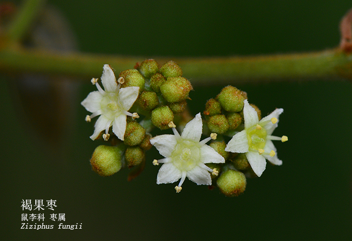 Ziziphus fungii
