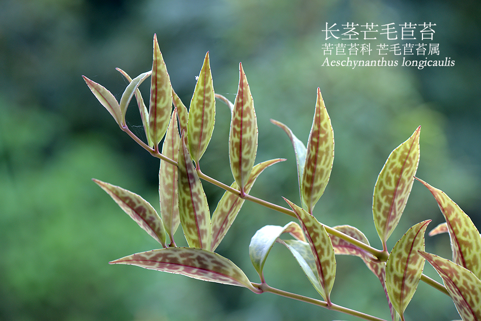 Aeschynanthus longicaulis
