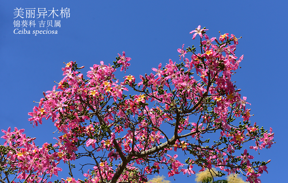 Ceiba speciosa
