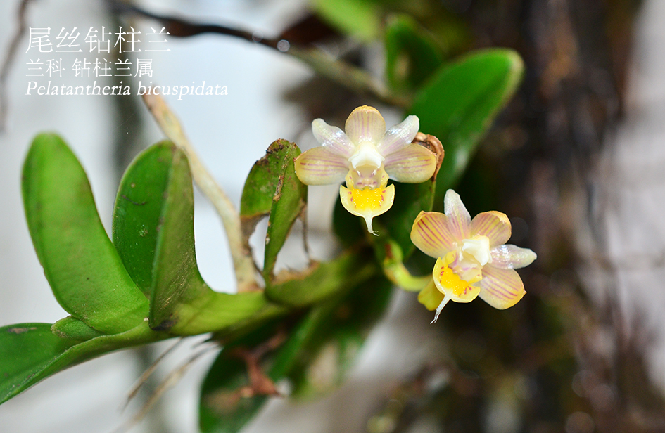 Pelatantheria bicuspidata