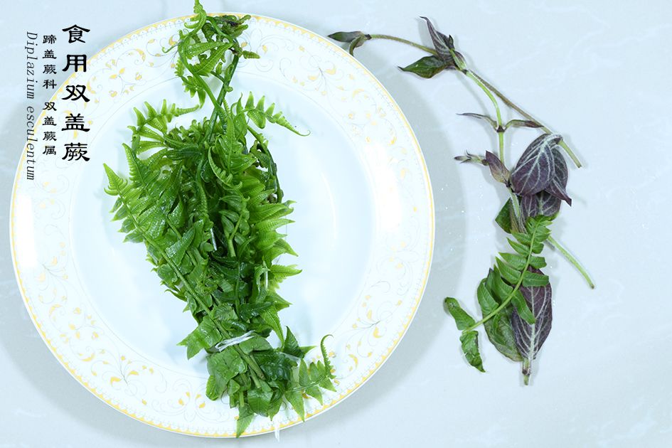 Wild edible vegetable - Diplazium esculentum,