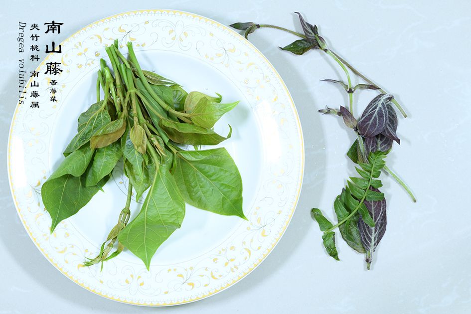 Wild edible vegetable - Dregea volubilis