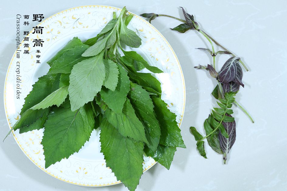 Wild edible vegetable - Crassocephalum crepidioides