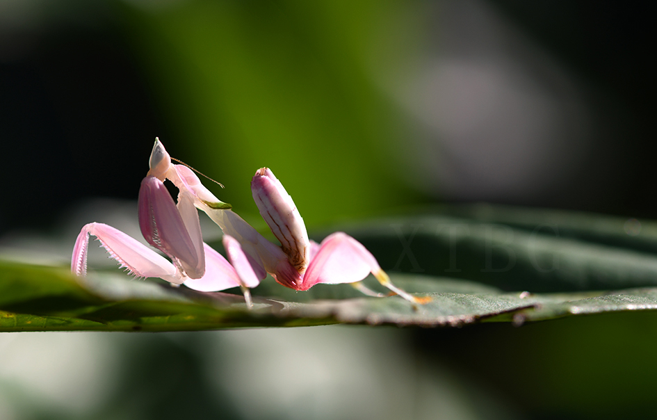 Orchid Mantis
