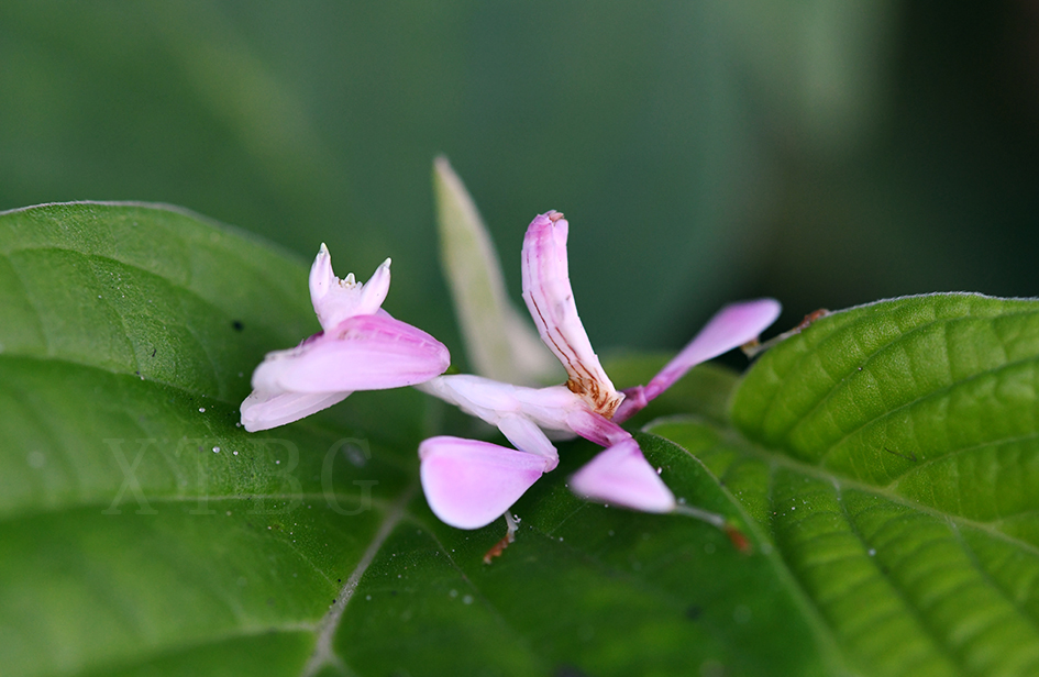 Orchid Mantis