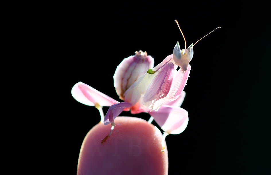 Orchid Mantis