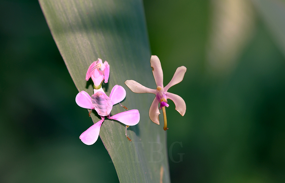 Orchid Mantis