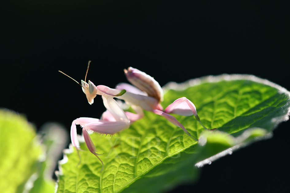 Orchid Mantis