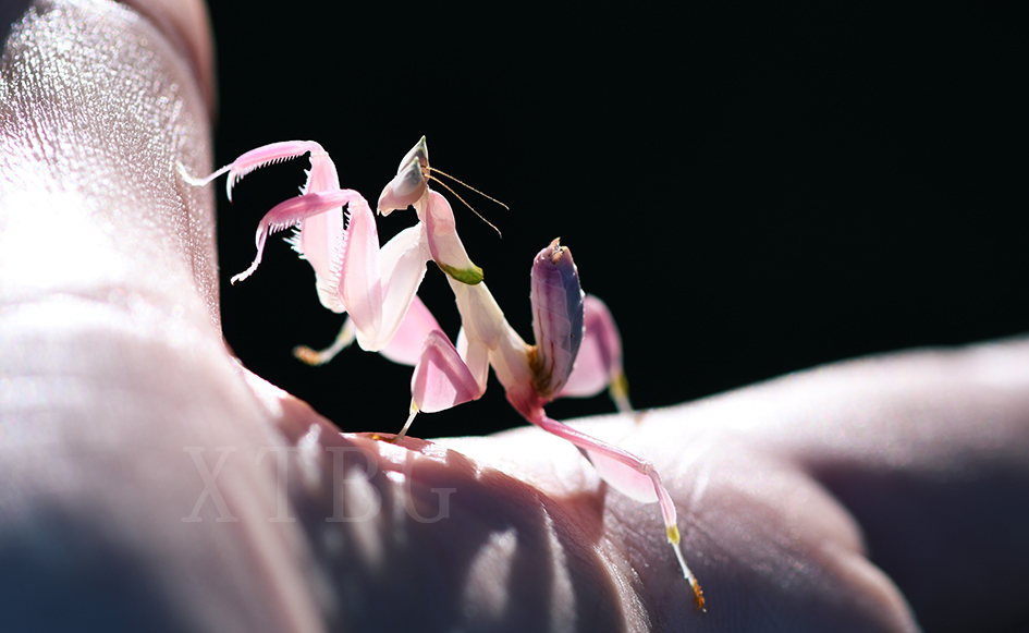 Orchid Mantis
