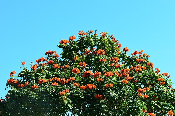 Phlogacanthus curviflorus in bloom at XTBG