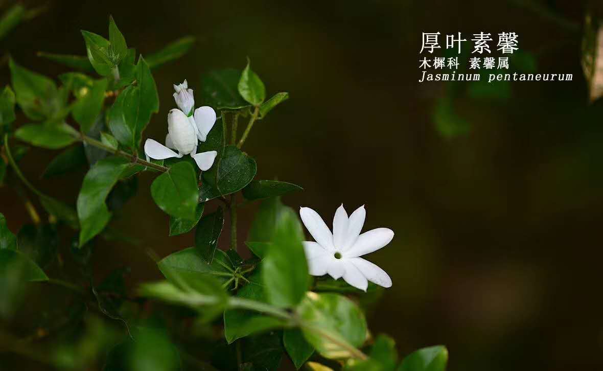 Jasminum pentaneurum