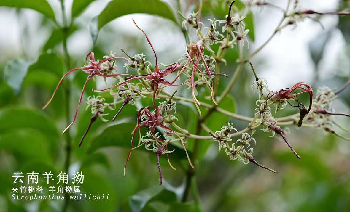 Strophanthus wallichii