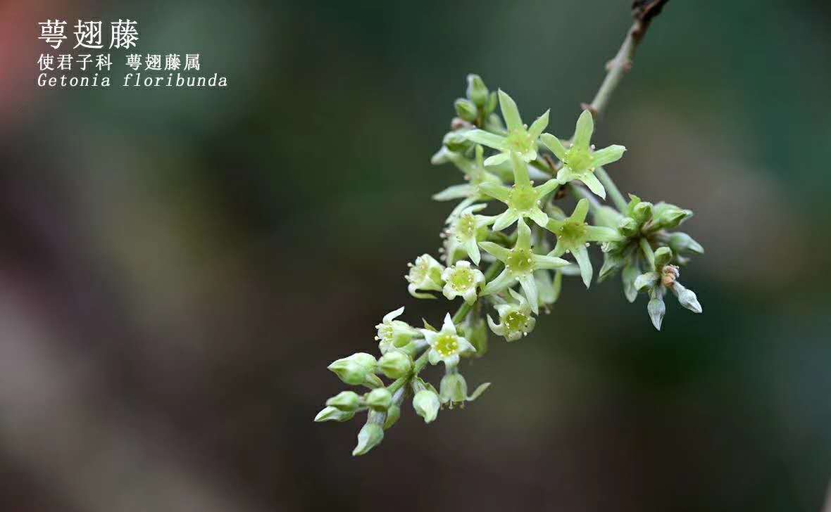 Calycopteris floribunda