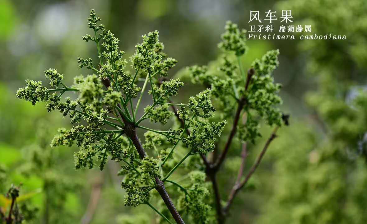 Pristimera cambodiana