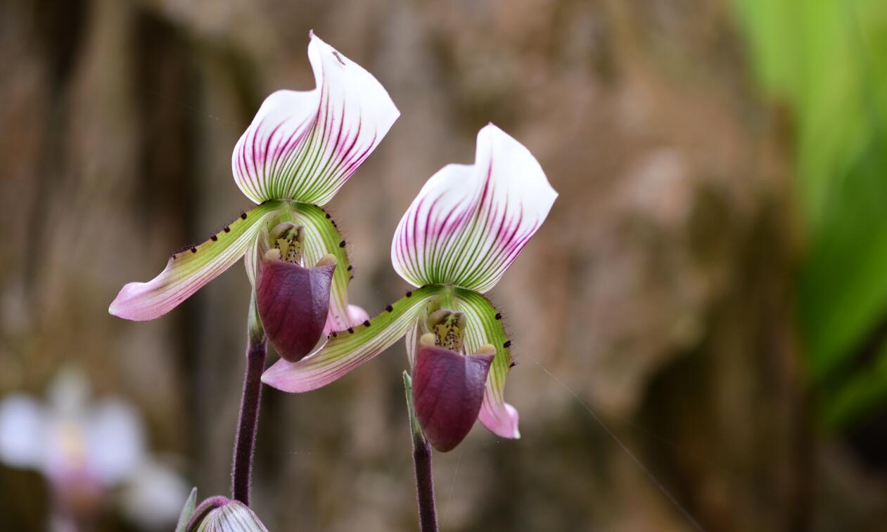 Paphiopedilum callosum